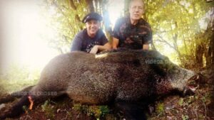 Sanglier record dans le jura