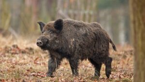 sanglier charge trailer en savoie