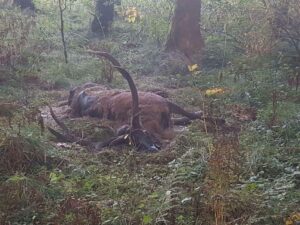 La fin d'un roi (casper) cerf