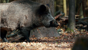 accident chasse sanglier