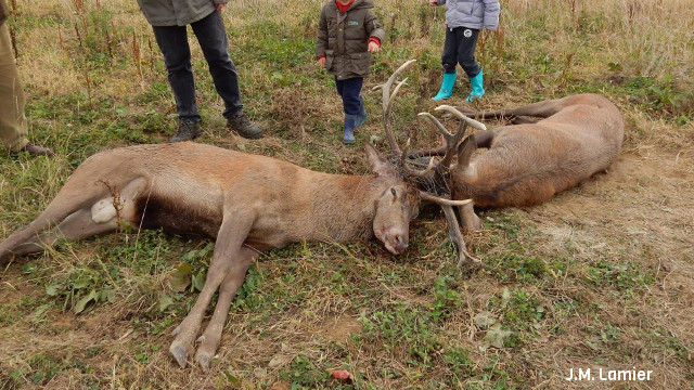 Deux cerfs morts durant le brame