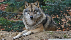 loup lozère