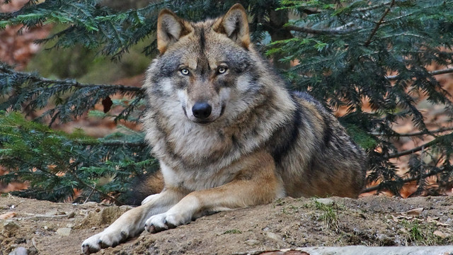 loup lozère