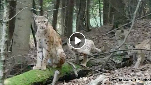 Lynx en Alsace