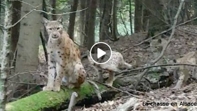 Lynx en Alsace