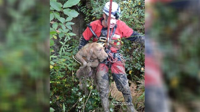 sauvetage de deux chiens de chasse