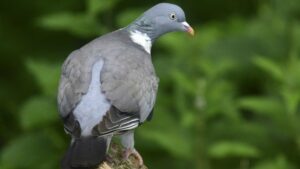 Un chasseur meurt en tombant d'une palombiére dans le sud ouest.