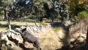 Un saut impressionant d'un sanglier en battue