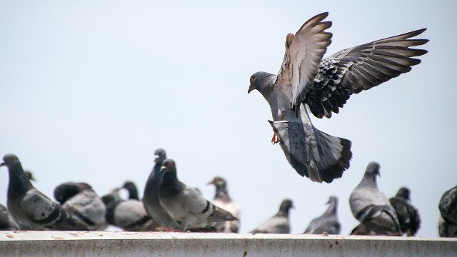 Chasse du pigeon en ville