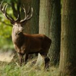 Cerf en forêt