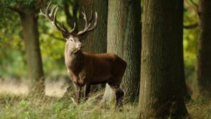 Cerf en forêt