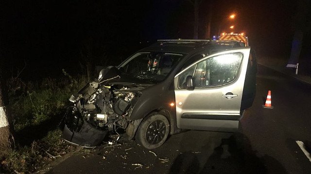 accident de la route , cervidés