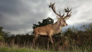 cerf charge un chasseur