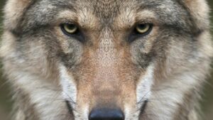 loup dans la Somme