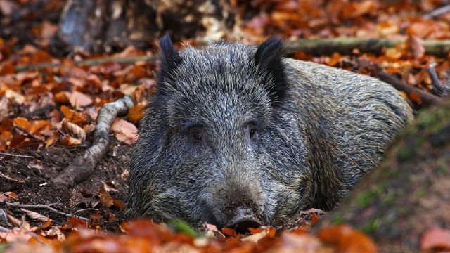 sanglier dort en faisant les pieds.2