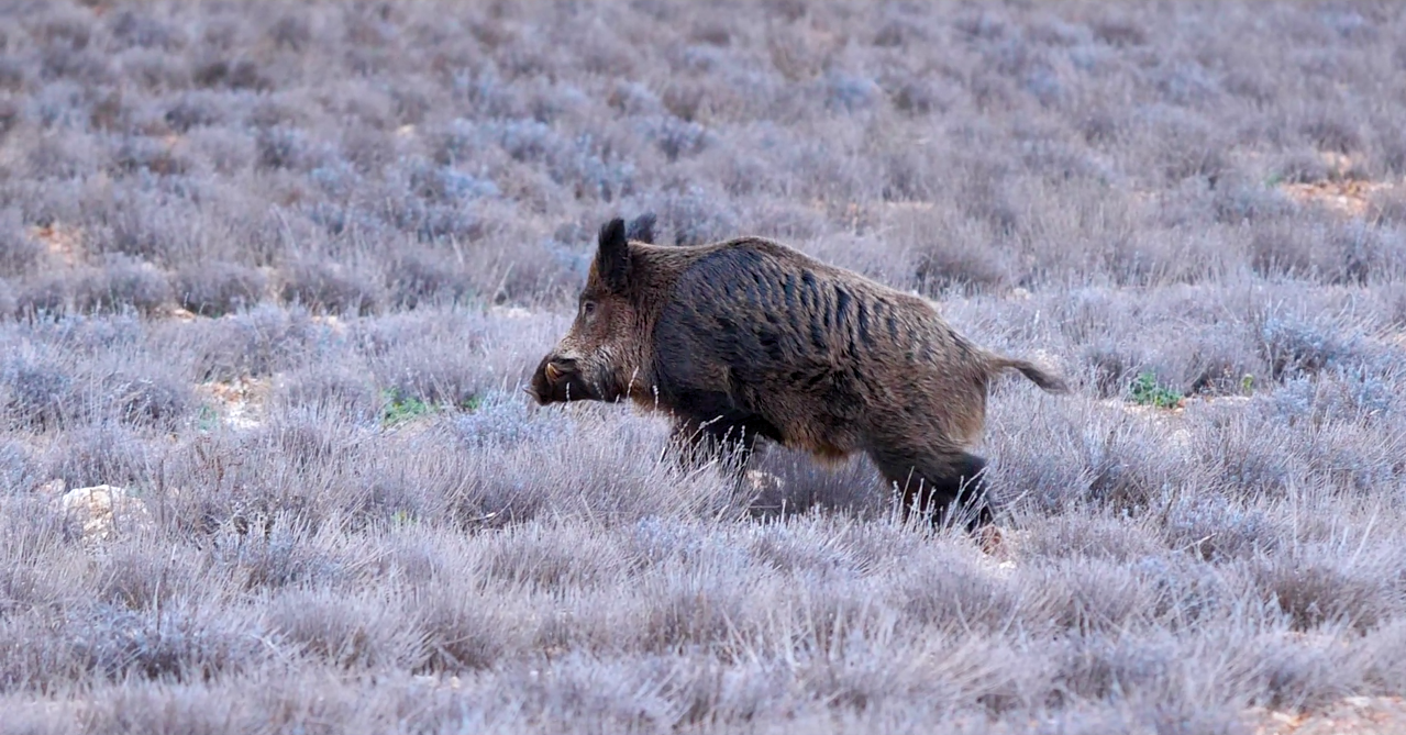 Jour de chasse