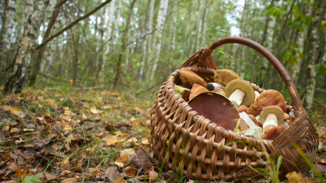 Noix : Où et quand les ramasser - Chasseurs de champignons