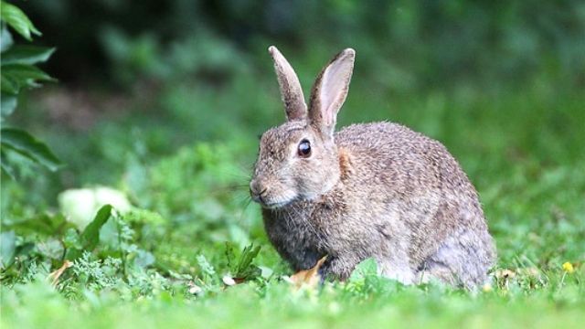 Lapin de garenne : tout ce qu'il faut savoir