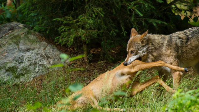 LE DÉCRYPTAGE/ ENVIRONNEMENT. Vrai ou faux : le loup a-t-il été