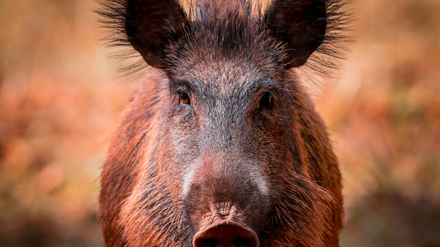 Un sanglier de 70 kilos redoutablement armé - Chasse Passion