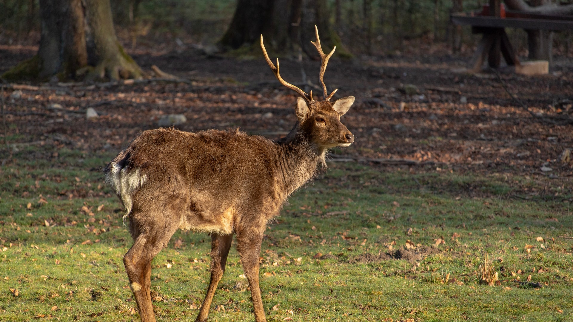 Cerf Sika