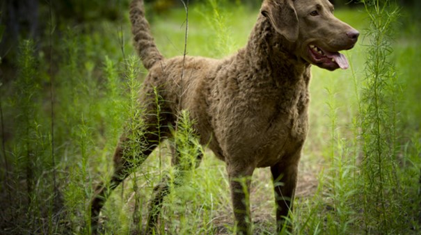 Chesapeake-Bay-Retriever