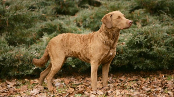 Chien-rapporteur