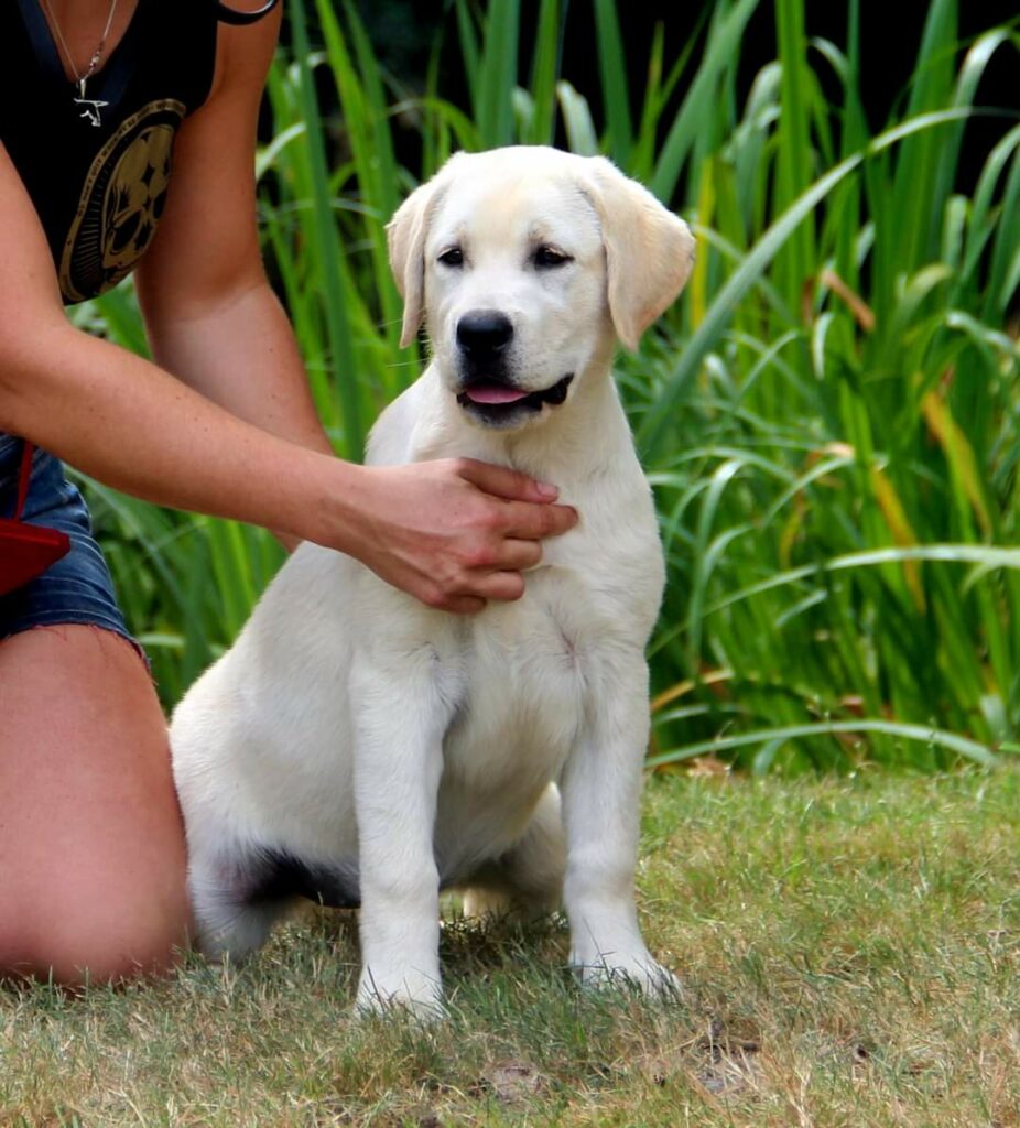 Labrador beige