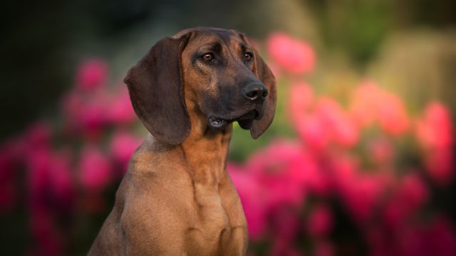 Chien Rouge de Hanovre