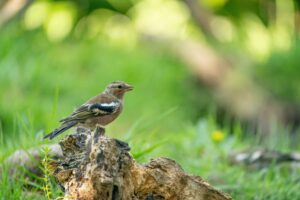 Oiseaux retrouvés morts dans les parcs de Vichy