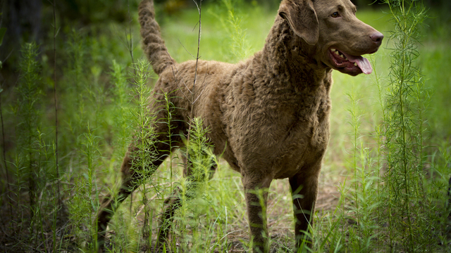 Chesapeake Bay Retriever