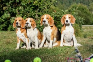Le beagle, un chien courant réputé