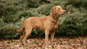 Le Chesapeake Bay Retriever