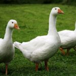Grippe aviaire, le retour