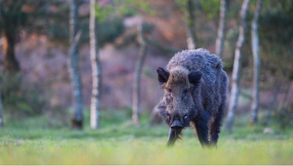 capture-sanglier-collision