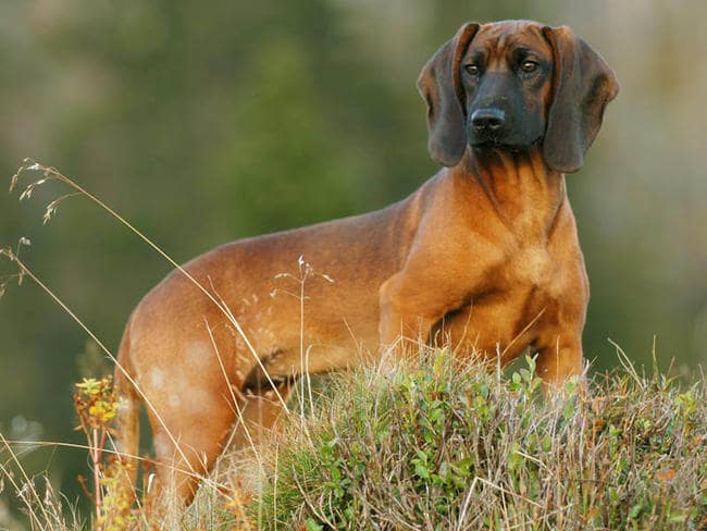 Chien Rouge de Bavière