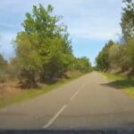collision-chevreuil-percute