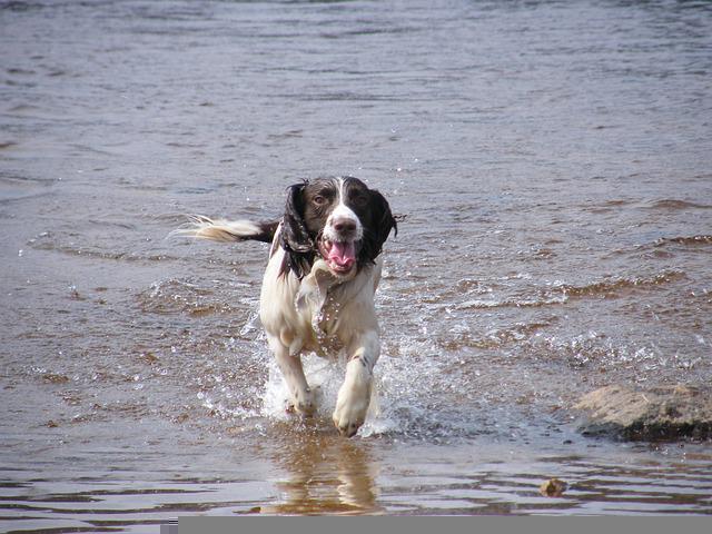 chien leveur l’épagneul springer anglais