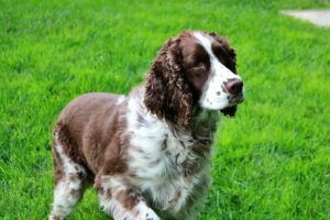 Chien leveur: l'épagneul springer anglais