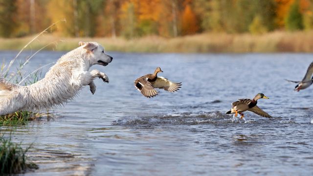 chasse au gibier d'eau