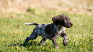 chiot chasse