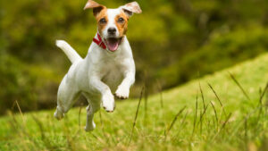 Le Jack Russell Terrier