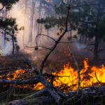 Incendie en Gironde, à Biscarosse