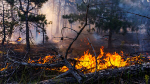 Incendie en Gironde, à Biscarosse