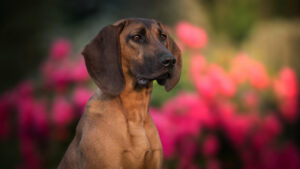 Le chien Rouge du Hanovre