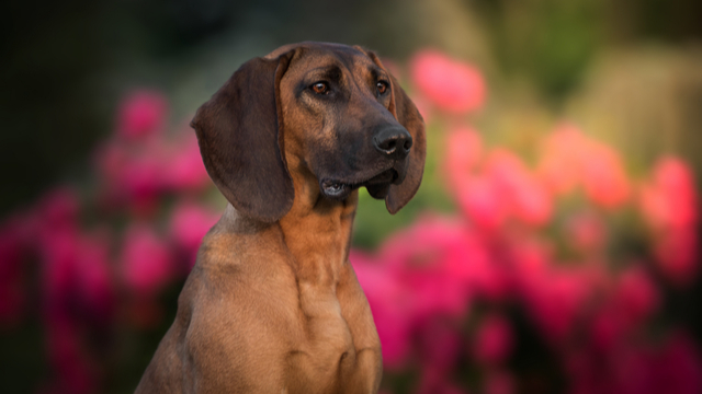 Le chien Rouge du Hanovre