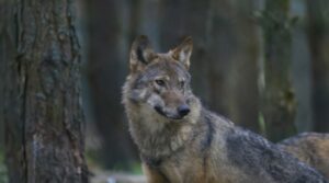 Loup dans la loire