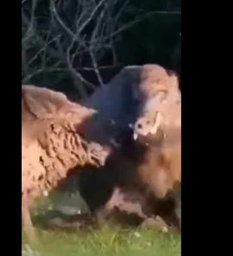 VIDEO. Insolite : une famille de sangliers sème le chaos en ville, rentre  dans une agence d'intérim et mord une employée 