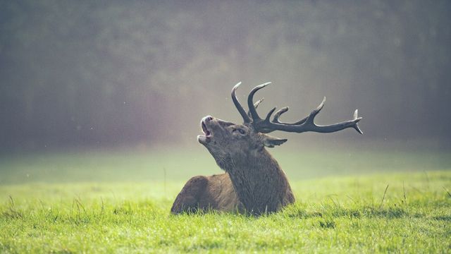 Couverture en molleton Cerf chasse,chasseur,tadition,brame bois cors  cervidé mammifèr 