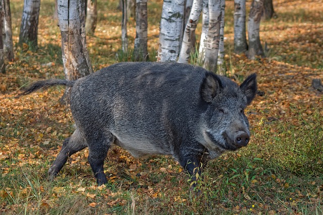 sanglier qui charge un homme